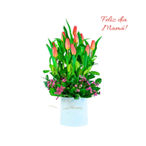 box de tulipanes
